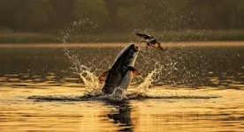 243916310-fish-catching-another-fish-in-the-lake-at-sunset.webp